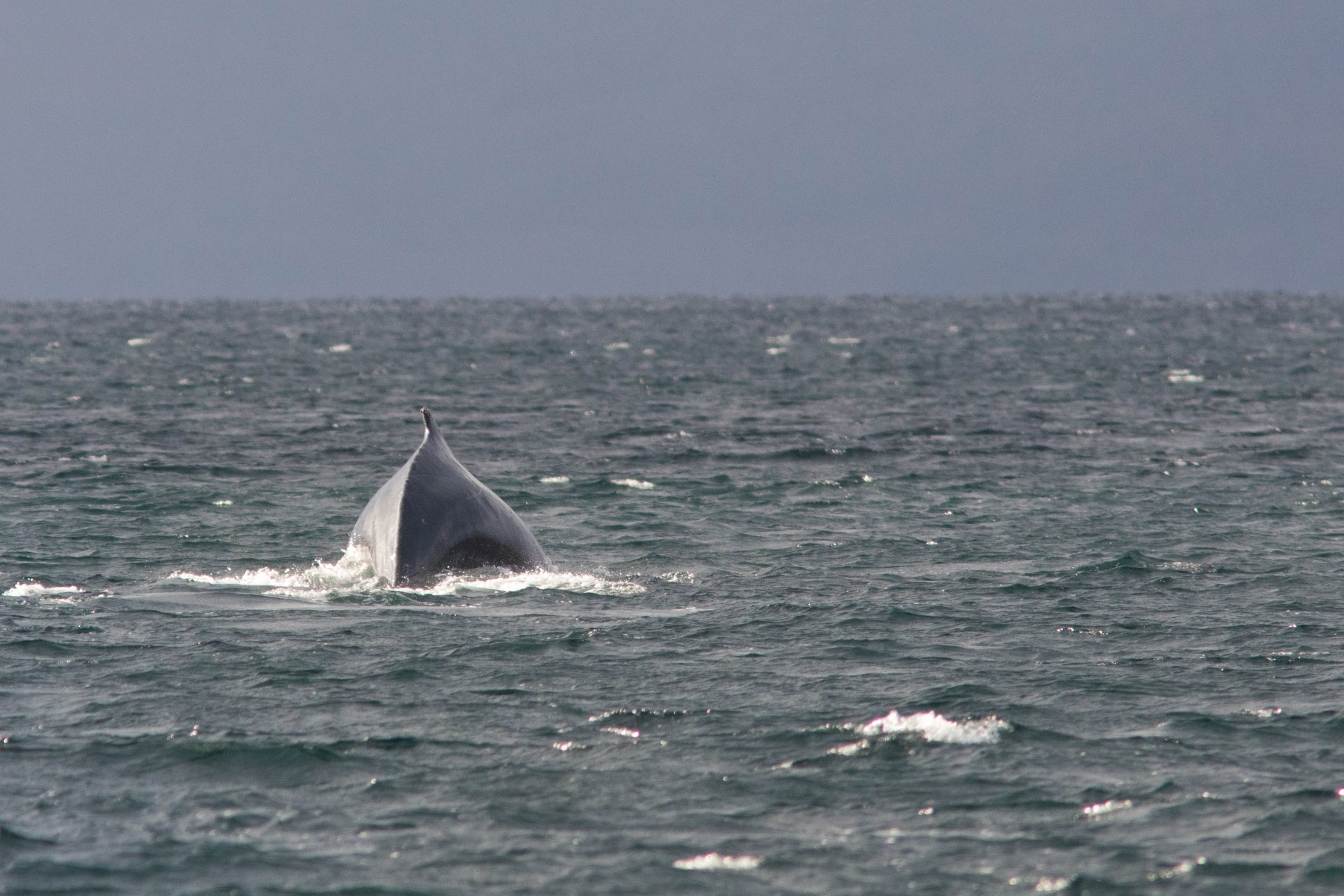 francisco coloane marine park.webp